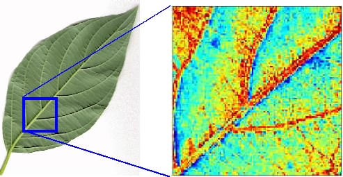 Dogwood-Leaf: Photo and MRI-image showing iron concentration 